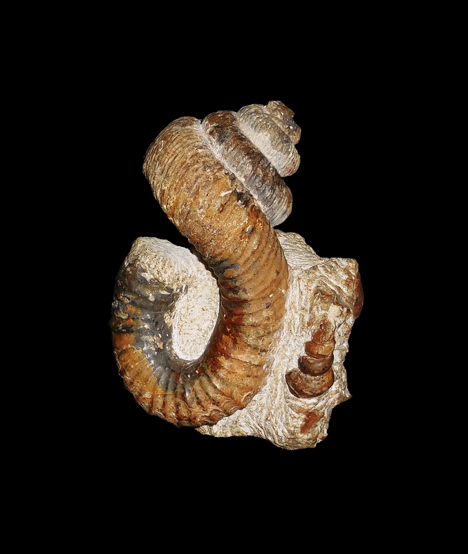 Nostoceras (Nostoceras) malagasyense - Ammonitopedia