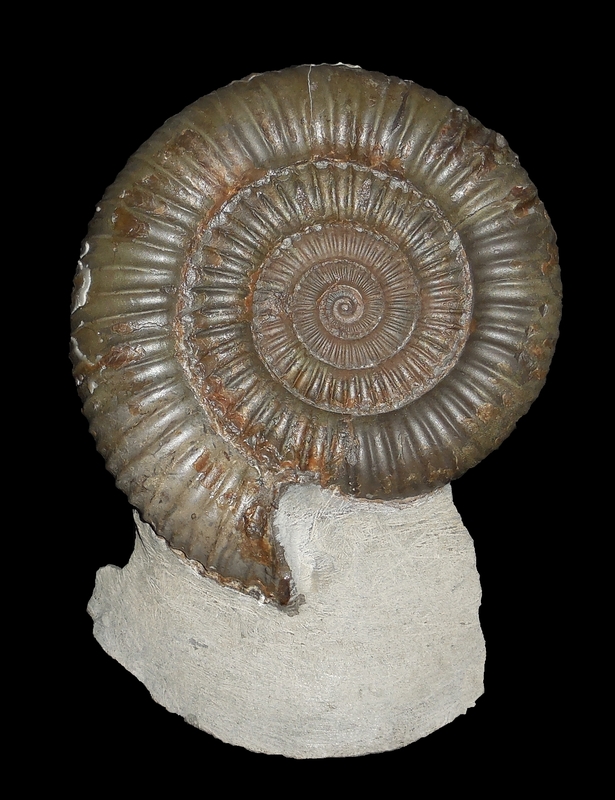 Dactylioceras (Dactylioceras) commune - Ammonitopedia