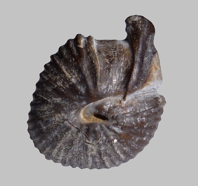 Protophites christoli - Ammonitopedia
