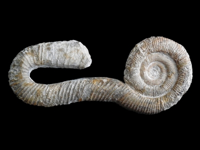 Macroscaphites yvanii - Ammonitopedia