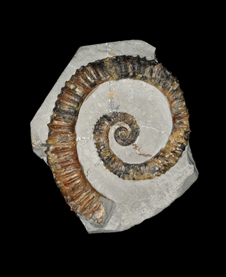 Aegocrioceras raricostatum - Ammonitopedia