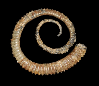Aegocrioceras raricostatum - Ammonitopedia