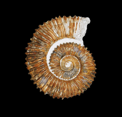 Aegocrioceras capricornu - Ammonitopedia