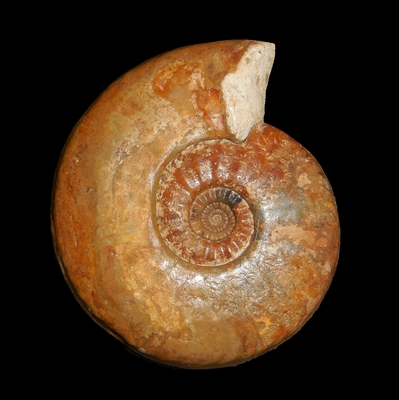 Bredyia crassornata - Ammonitopedia