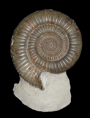 Dactylioceras (Dactylioceras) commune - Ammonitopedia