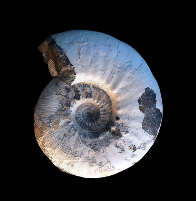 Kosmoceras jason - Ammonitopedia