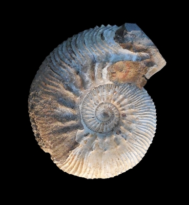 Kosmoceras jason - Ammonitopedia