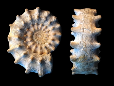 Peltoceras marysae - Ammonitopedia