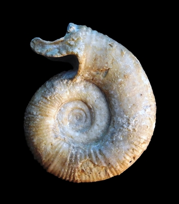 Peltoceras marysae - Ammonitopedia