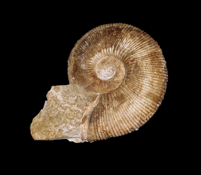 Olcostephanus (Jeannoticeras) jeannoti - Ammonitopedia