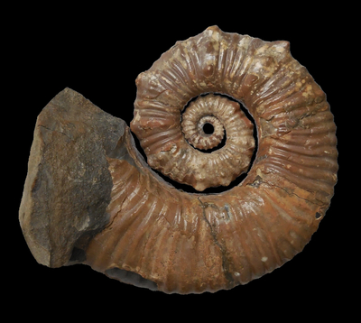Australiceras jackii - Ammonitopedia