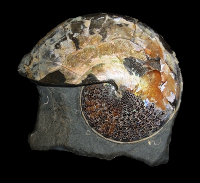 Sphenodiscus lenticularis - Ammonitopedia