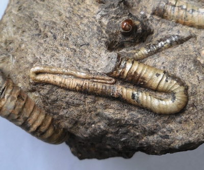 Polyptychoceras (Polyptychoceras) pseudogaultinum - Ammonitopedia