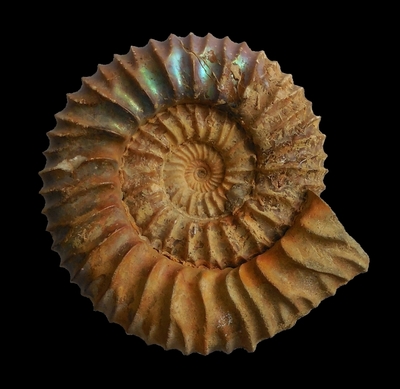 Pavlovia iatriensis - Ammonitopedia