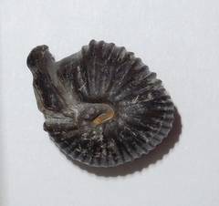 Protophites christoli - Ammonitopedia