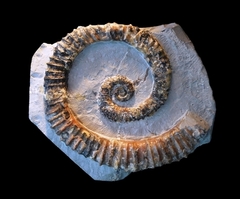 Aegocrioceras raricostatum - Ammonitopedia