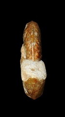 Bredyia crassornata - Ammonitopedia