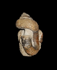 Nostoceras (Nostoceras) malagasyense - Ammonitopedia