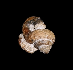 Nostoceras (Nostoceras) malagasyense - Ammonitopedia