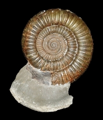 Dactylioceras (Dactylioceras) commune - Ammonitopedia