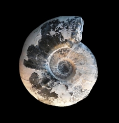 Kosmoceras jason - Ammonitopedia