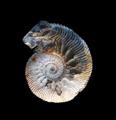 Kosmoceras jason - Ammonitopedia