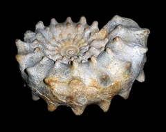 Peltoceras marysae - Ammonitopedia