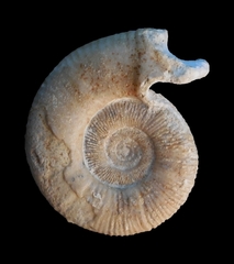 Peltoceras marysae - Ammonitopedia
