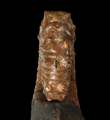 Australiceras jackii - Ammonitopedia