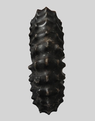Prolyelliceras ulrichi - Ammonitopedia