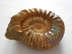 Pavlovia iatriensis - Ammonitopedia